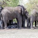 BWA NW Chobe 2016DEC04 NP 098 : 2016, 2016 - African Adventures, Africa, Botswana, Chobe National Park, Date, December, Month, Northwest, Places, Southern, Trips, Year